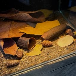 About 50pcs Natural Leaf Aquarium Filter Terminalia Catappa Foetida Leaves Island Almond Leaf Fish Cleaning Treatment