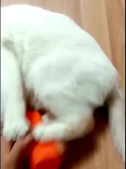 Pet Hair Removal Brush Car Animal Brush Dog Cat Hair Removal Effective Pet Hair Silicone Hollow Rubber Cleaning Brush GSZ01