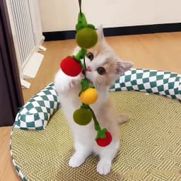 Durable Tomato Cat Teaser String Toy With Bell Self Play Interactive Kitten Toy Boredom Relief Essential Pet Supplies For Cats