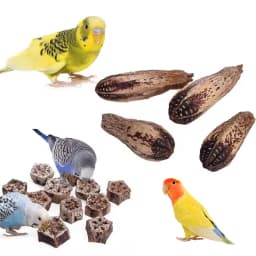 Natural Fruit Bird Chew Toy for Beak Decorative Bird Chew Toy Home Decoration for Conure Cockatiel Budgies