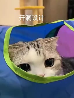 Cat Tunnel Pet Tube Collapsible Play Toy Indoor Outdoor Kitty Puppy Toys for Puzzle Exercising Hiding Training