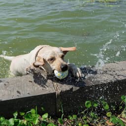 Pet Dog Toy Super Bite Resistant Ball Light Chew ETPU Ball High Elastic Interactive Throwing Flying Toys For Dogs Accessories