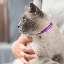 6pcs 16mm Cat Pendant Bell Copper Collar Bell Hanging Ornaments Metal Pet Jingle Hanging Bells Dog Puppy Necklace Accessories