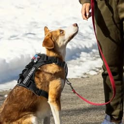 Dog Harness, Reflective Dog Vest Harness With 5PCS Patches, Adjustable Soft Oxford Pet Harness, Inner Layer Mesh, Easy T