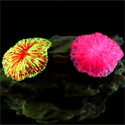 1 Piece Aquarium Decoration Saw Coral, Mini Fluorescent Coral, Fish Tank Landscaping