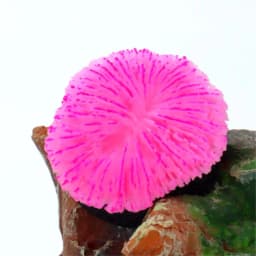 1 Piece Aquarium Decoration Saw Coral, Mini Fluorescent Coral, Fish Tank Landscaping