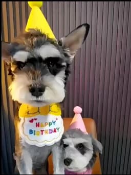 Cute Dog Cat Clothes Birthday Bib Party Hat Bandana Set Puppy Cat Adjustable Drool Scarf Pets Birthday Costume Supplies