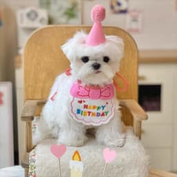 Cute Dog Cat Clothes Birthday Bib Party Hat Bandana Set Puppy Cat Adjustable Drool Scarf Pets Birthday Costume Supplies