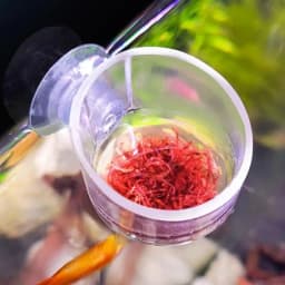 Plastic Aquarium Automatic Feeder with Suction Cup Red Worm Feeding Fish Tank Shrimp Egg Feeder Food Tapered Hopper Basket 1Pcs