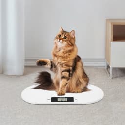 55x32x2.7cm Infant Scale ABS plastic baby scale 20kg Weight Capacity Baby Weighing Scale for Weighing Items Blow 20kg/44Pounds It is Suitable for Weighing Babies Rabbits, Cats Dogs Etc