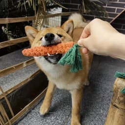 12pcs Durable Dog Toys, Random Styles & Materials, Large Size Chew Toys, Teeth Cleaning, Tug Of War, Boredom Relief, Encourage Interactive Play