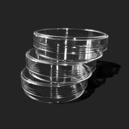 10PCS 60mm Clear Petri Dishes Affordable For Microorganisms Cell Plastic Clear Sterile Chemical Instrument