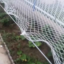 Orchard Anti Hail Net Fish Pond Anti Bird Net Goji Berry Cherry Grape Net Greenhouse Hail Net Locust and Debris Protection