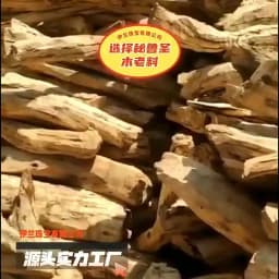 Natural Palo Santo Incense Sticks Yoga Buddha Household Aromatherapy High-oil Smell of Old Materials Purify Air Heal the Mind