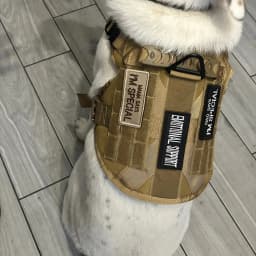1 Piece Dog Patch for Service Dog Vest Cat Vest Removable Tactical Harness Service Dog Puppy Training Embroidered Patch