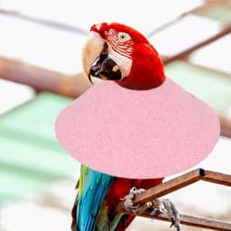 Parrot Collar Recovery Collar Anti-Biting Pecking Injury Elizabeth Protective Collar For Birds Black Phoenix Cloak