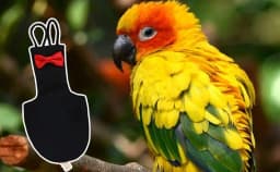 Parrot Diaper Bow Tie Cotton Bird Diaper Flight Suit Cute Urine Wet Suit for Parakeet Parrot Mini Macaw Budgie Canary Small Pet