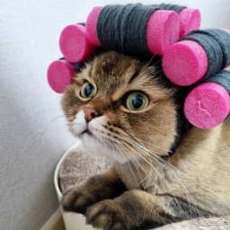 Hair Roller Cap Headgear Dog Hat Hair Rollers Fake Bangs Funny Photography Props For Small Dog Cat