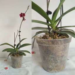 5Pcs 6/7.6/10/13/15cm Clear Round Pot Cultivation Flower Pots Orchid Nursery Planting Breathable Planter Raising Seedling Cup