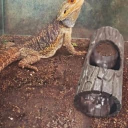 Reptile Hiding Cave Reptile Basking Hide Habitat Decoration Ornament Reptiles Terrarium Fish Tank Decor With Suction Cup