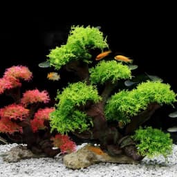 Fish Tank Plant Moss Tree Decorations Landscaping Wood Plant Root Driftwood Aquatic Plants Grass Aquarium Accessories No Moss