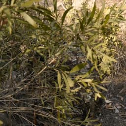 Outdoor Ghillie Suit Camouflage Clothes Jungle Suit CS Training Leaves Clothing Hunting Suit Pants Hooded Jacket Men Women Kids
