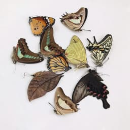 10PCS Real Butterfly Specimens without Spreading Wings DIY Practice Making Materials