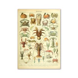 Vintage Palaeobios Botanical Retro Poster Insect Butterfly Mushrooms Canvas Oil Painting Wall Art Prints Wall Picture Home Decor