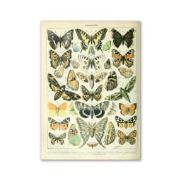 Vintage Palaeobios Botanical Retro Poster Insect Butterfly Mushrooms Canvas Oil Painting Wall Art Prints Wall Picture Home Decor