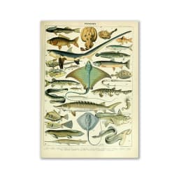 Vintage Palaeobios Botanical Retro Poster Insect Butterfly Mushrooms Canvas Oil Painting Wall Art Prints Wall Picture Home Decor