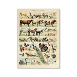 Vintage Palaeobios Botanical Retro Poster Insect Butterfly Mushrooms Canvas Oil Painting Wall Art Prints Wall Picture Home Decor