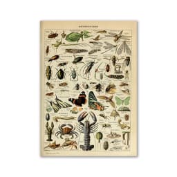 Vintage Palaeobios Botanical Retro Poster Insect Butterfly Mushrooms Canvas Oil Painting Wall Art Prints Wall Picture Home Decor