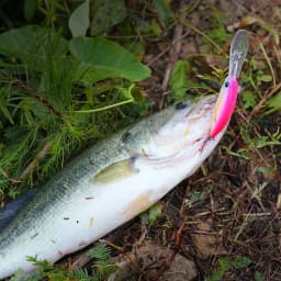 TSURINOYA Dive 2-4m Suspending Minnow 57mm 8.3g EXPLORERS 57SP Long Casting Pike Bass Fishing Lure Artificial Hard Bait Jerkbait