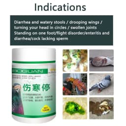 Pigeon typhoid fever stop Salmonella water green stool joint swelling enteritis yellow white stool diarrhea turning head