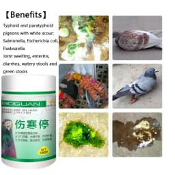 Pigeon typhoid fever stop Salmonella water green stool joint swelling enteritis yellow white stool diarrhea turning head