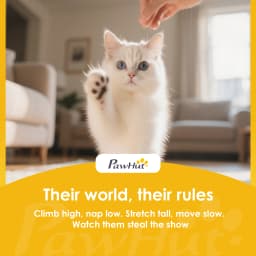 PawHut Cat Cave with Fluffy Ball and Scratch Pad for Indoor Pets
