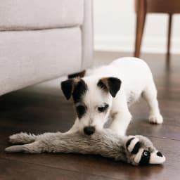 Fluffy Squeaking Raccoon Dog Toy Soft Plush Chew Toy with Dual Squeakers, Interactive Play Toy for Dogs and Puppies