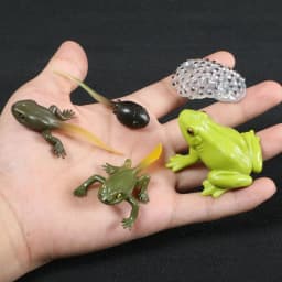Montessori Wooden Lifelike Insect Animal Life Cycle Board Teaching Plant Animals Growth Cycle Model Set Preschool Cognitive Toy