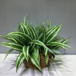 13in Artificial Plants Wall Palm Leaves Tropical Fake Dracaena Tree Lily Bamboo Plastic Magnolia Foliage For Home Garden Decor