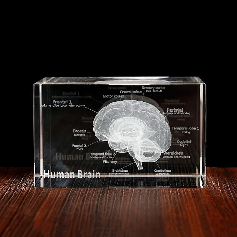 3D Human Anatomical Model Crystal Laser Brain Sculpture Cube Paperweight Figurines Thinking Medical Science Gift