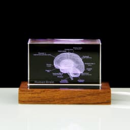 3D Human Anatomical Model Crystal Laser Brain Sculpture Cube Paperweight Figurines Thinking Medical Science Gift