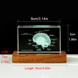 3D Human Anatomical Model Crystal Laser Brain Sculpture Cube Paperweight Figurines Thinking Medical Science Gift