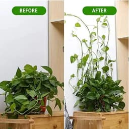 Plant Climbing Self-Adhesive Wall Vines Tools Fixture Plant Wall Fixture Clips Fixed Buckle Hook for Home Garden Wall Sticky
