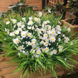 Artificial Daisies Flowers Outdoor UV Resistant Fake Foliage Plants Shrubs for Window Box Hanging Farmhouse Indoor Outside Decor