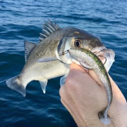 WEIHAI FSTK Japanese Material Eazi Shiner SwimBaits 7cm 5cm Silicone Artificial Double Color Wobblers Carp Fishing Soft Lures