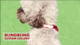 Personalized Dog Collar Bling Customized Anti-lost Pet ID Collar Adjustable Pet Necklace With Engraved Tag For Small Medium Dogs