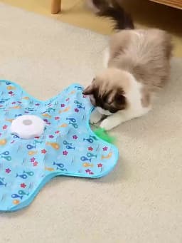 Cat Toys Interactive Hide and Seek Cat Toy with Mouse Squeaky Motion Activated Moving Concealed Feathers Kitten Teaser Toy
